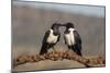 Pied crows (Corvus albus), Zimanga private game reserve, KwaZulu-Natal-Ann and Steve Toon-Mounted Photographic Print