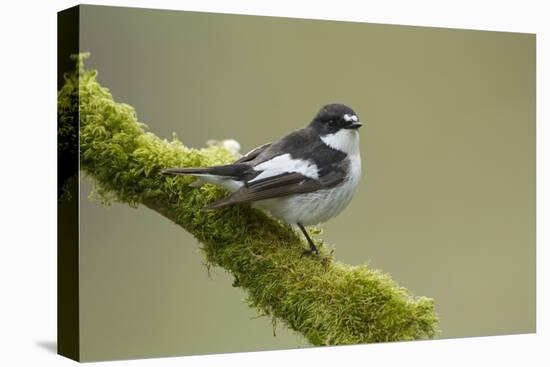 Pied Flycatcher (Ficedula Hypoleuca) Male Perched. Wales, UK, February-Mark Hamblin-Stretched Canvas