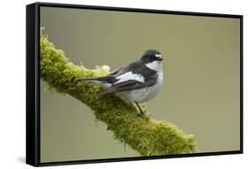 Pied Flycatcher (Ficedula Hypoleuca) Male Perched. Wales, UK, February-Mark Hamblin-Framed Stretched Canvas