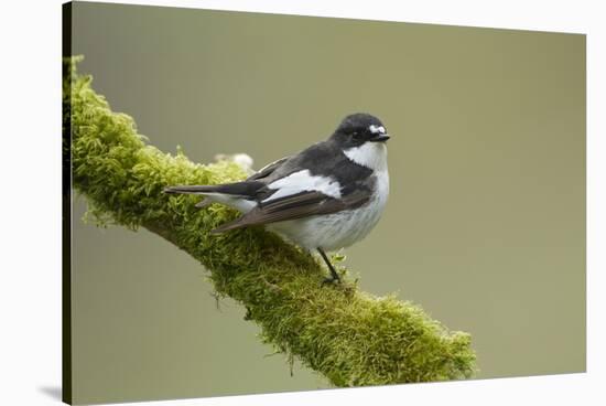Pied Flycatcher (Ficedula Hypoleuca) Male Perched. Wales, UK, February-Mark Hamblin-Stretched Canvas