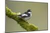 Pied Flycatcher (Ficedula Hypoleuca) Male Perched. Wales, UK, February-Mark Hamblin-Mounted Photographic Print