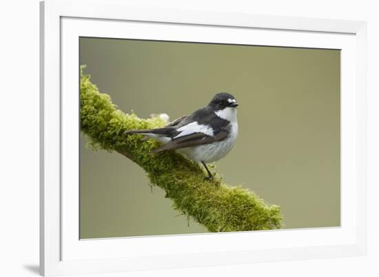 Pied Flycatcher (Ficedula Hypoleuca) Male Perched. Wales, UK, February-Mark Hamblin-Framed Photographic Print