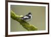 Pied Flycatcher (Ficedula Hypoleuca) Male Perched. Wales, UK, February-Mark Hamblin-Framed Photographic Print