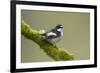 Pied Flycatcher (Ficedula Hypoleuca) Male Perched. Wales, UK, February-Mark Hamblin-Framed Photographic Print