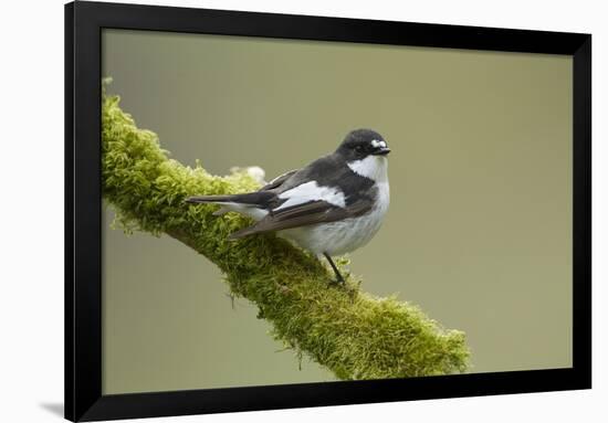 Pied Flycatcher (Ficedula Hypoleuca) Male Perched. Wales, UK, February-Mark Hamblin-Framed Photographic Print