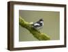 Pied Flycatcher (Ficedula Hypoleuca) Male Perched. Wales, UK, February-Mark Hamblin-Framed Photographic Print