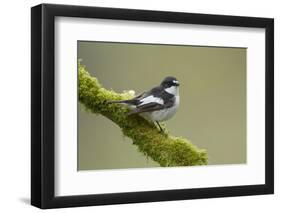 Pied Flycatcher (Ficedula Hypoleuca) Male Perched. Wales, UK, February-Mark Hamblin-Framed Photographic Print