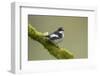 Pied Flycatcher (Ficedula Hypoleuca) Male Perched. Wales, UK, February-Mark Hamblin-Framed Photographic Print