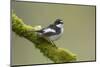 Pied Flycatcher (Ficedula Hypoleuca) Male Perched. Wales, UK, February-Mark Hamblin-Mounted Photographic Print