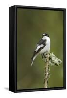 Pied Flycatcher (Ficedula Hypoleuca) Male. Wales, UK, February-Mark Hamblin-Framed Stretched Canvas