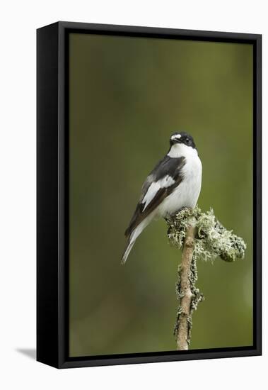 Pied Flycatcher (Ficedula Hypoleuca) Male. Wales, UK, February-Mark Hamblin-Framed Stretched Canvas