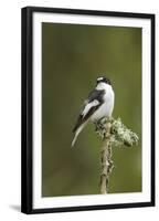 Pied Flycatcher (Ficedula Hypoleuca) Male. Wales, UK, February-Mark Hamblin-Framed Premium Photographic Print