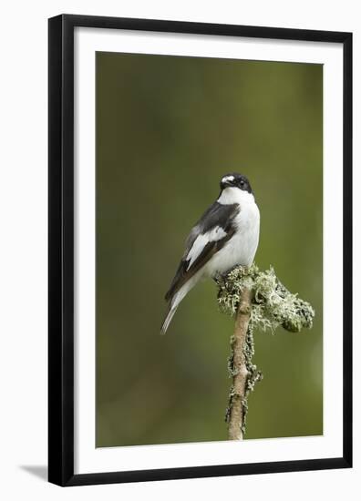 Pied Flycatcher (Ficedula Hypoleuca) Male. Wales, UK, February-Mark Hamblin-Framed Premium Photographic Print