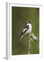 Pied Flycatcher (Ficedula Hypoleuca) Male. Wales, UK, February-Mark Hamblin-Framed Premium Photographic Print