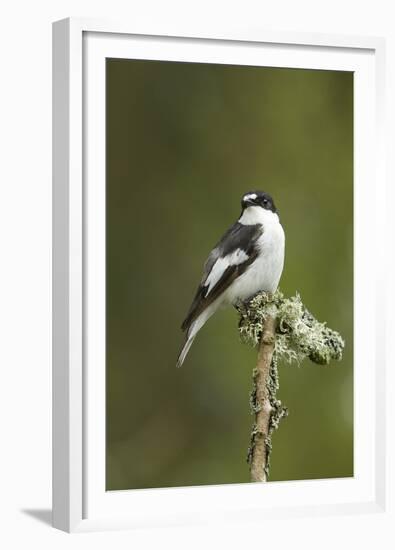Pied Flycatcher (Ficedula Hypoleuca) Male. Wales, UK, February-Mark Hamblin-Framed Premium Photographic Print