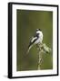 Pied Flycatcher (Ficedula Hypoleuca) Male. Wales, UK, February-Mark Hamblin-Framed Premium Photographic Print