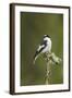 Pied Flycatcher (Ficedula Hypoleuca) Male. Wales, UK, February-Mark Hamblin-Framed Photographic Print