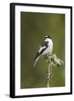 Pied Flycatcher (Ficedula Hypoleuca) Male. Wales, UK, February-Mark Hamblin-Framed Photographic Print