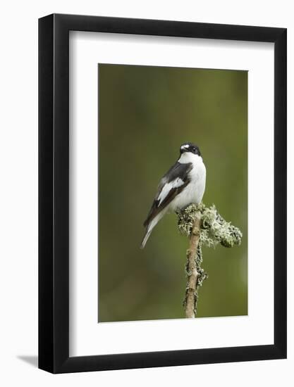 Pied Flycatcher (Ficedula Hypoleuca) Male. Wales, UK, February-Mark Hamblin-Framed Photographic Print