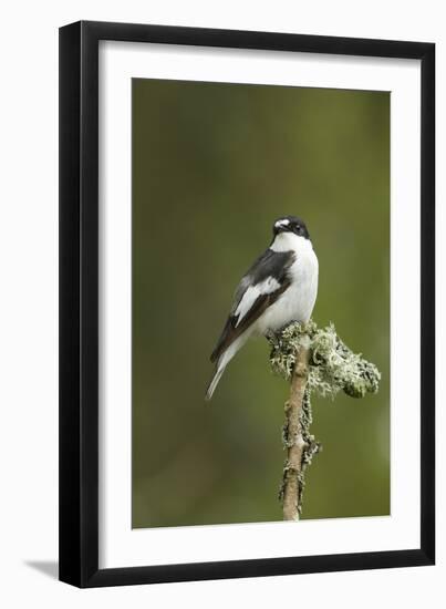 Pied Flycatcher (Ficedula Hypoleuca) Male. Wales, UK, February-Mark Hamblin-Framed Photographic Print