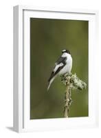 Pied Flycatcher (Ficedula Hypoleuca) Male. Wales, UK, February-Mark Hamblin-Framed Photographic Print