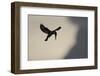 Pied Kingfisher (Ceryle rudis) adult, in flight, hovering at dusk, Kwando-Shem Compion-Framed Photographic Print