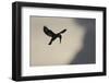 Pied Kingfisher (Ceryle rudis) adult, in flight, hovering at dusk, Kwando-Shem Compion-Framed Photographic Print