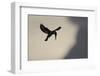 Pied Kingfisher (Ceryle rudis) adult, in flight, hovering at dusk, Kwando-Shem Compion-Framed Photographic Print