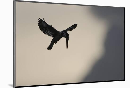 Pied Kingfisher (Ceryle rudis) adult, in flight, hovering at dusk, Kwando-Shem Compion-Mounted Photographic Print