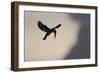 Pied Kingfisher (Ceryle rudis) adult, in flight, hovering at dusk, Kwando-Shem Compion-Framed Photographic Print