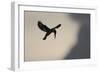 Pied Kingfisher (Ceryle rudis) adult, in flight, hovering at dusk, Kwando-Shem Compion-Framed Photographic Print