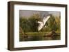 Pied kingfisher (Ceryle rudis) diving, Zimanga private game reserve, KwaZulu-Natal-Ann and Steve Toon-Framed Photographic Print