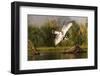 Pied kingfisher (Ceryle rudis) diving, Zimanga private game reserve, KwaZulu-Natal-Ann and Steve Toon-Framed Photographic Print