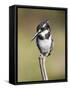 Pied Kingfisher (Ceryle Rudis), Intaka Island, Cape Town, South Africa, Africa-Ann & Steve Toon-Framed Stretched Canvas