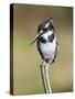 Pied Kingfisher (Ceryle Rudis), Intaka Island, Cape Town, South Africa, Africa-Ann & Steve Toon-Stretched Canvas