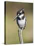 Pied Kingfisher (Ceryle Rudis), Intaka Island, Cape Town, South Africa, Africa-Ann & Steve Toon-Stretched Canvas