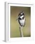 Pied Kingfisher (Ceryle Rudis), Intaka Island, Cape Town, South Africa, Africa-Ann & Steve Toon-Framed Photographic Print