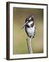 Pied Kingfisher (Ceryle Rudis), Intaka Island, Cape Town, South Africa, Africa-Ann & Steve Toon-Framed Photographic Print