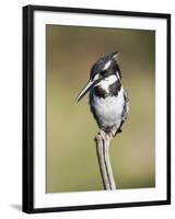 Pied Kingfisher (Ceryle Rudis), Intaka Island, Cape Town, South Africa, Africa-Ann & Steve Toon-Framed Photographic Print