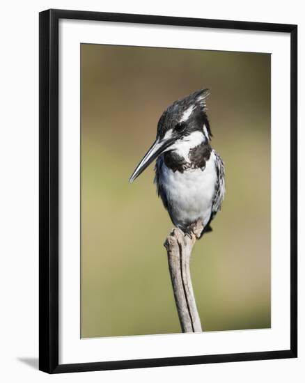 Pied Kingfisher (Ceryle Rudis), Intaka Island, Cape Town, South Africa, Africa-Ann & Steve Toon-Framed Photographic Print