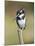 Pied Kingfisher (Ceryle Rudis), Intaka Island, Cape Town, South Africa, Africa-Ann & Steve Toon-Mounted Photographic Print