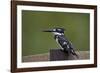 Pied Kingfisher (Ceryle Rudis), Kruger National Park, South Africa, Africa-James Hager-Framed Photographic Print