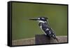 Pied Kingfisher (Ceryle Rudis), Kruger National Park, South Africa, Africa-James Hager-Framed Stretched Canvas