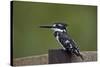 Pied Kingfisher (Ceryle Rudis), Kruger National Park, South Africa, Africa-James Hager-Stretched Canvas