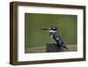 Pied Kingfisher (Ceryle Rudis), Kruger National Park, South Africa, Africa-James Hager-Framed Photographic Print