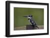 Pied Kingfisher (Ceryle Rudis), Kruger National Park, South Africa, Africa-James Hager-Framed Photographic Print