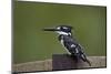 Pied Kingfisher (Ceryle Rudis), Kruger National Park, South Africa, Africa-James Hager-Mounted Photographic Print