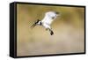 Pied Kingfisher, Chobe National Park, Botswana-Paul Souders-Framed Stretched Canvas