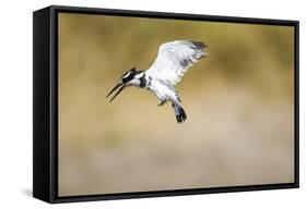 Pied Kingfisher, Chobe National Park, Botswana-Paul Souders-Framed Stretched Canvas