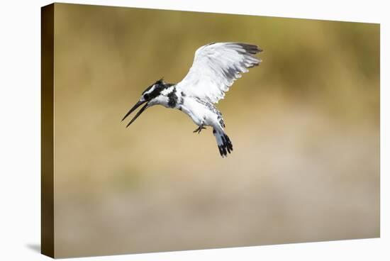 Pied Kingfisher, Chobe National Park, Botswana-Paul Souders-Stretched Canvas